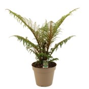 Cyathea Highland Lace velká - stromová kapradina