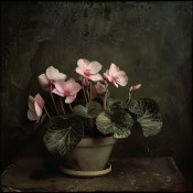 Cyclamen mix barev