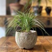 Cyperus alternifolius 'Zumula' - Papíruška zumula