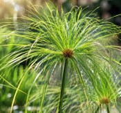 Cyperus papyrus Nofretete - Šáchor papírodárný (2/2)