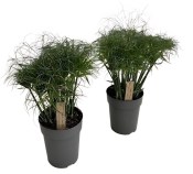 Cyperus papyrus Nofretete - Šáchor papírodárný