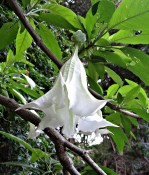 Datura bílá