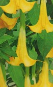 Datura žlutá - durman