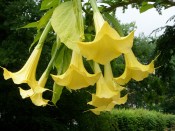 Datura panašovaná velký strom 140 cm - nezasíláme - pouze na prodejně (1/2)