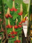 Datura červená durman