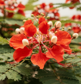 Delonix regia - Ohňový strom (2/2)