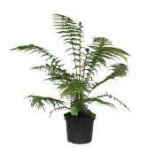 Dicksonia fibrosa antarctica - stromový kapradiník střední (2/3)