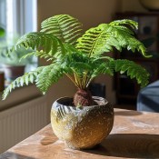 Dicksonia fibrosa antarctica - stromový kapradiník