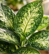 Dieffenbachia mix (2/2)