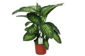 Dieffenbachia Tropic Snow - mramornatka