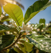 Diospyros digyna - Černá sapota - čokoládové ovoce