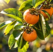 Diospyros virginiana – Tomel viržinský - americké kaki 