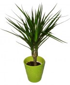 Dracaena marginata 1 kmen 40 cm panašovaná