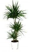 Dracaena 3 kmeny 110 cm