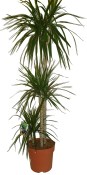 Dracaena 3 kmeny 140 cm