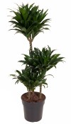 Dracaena compacta - bonsai