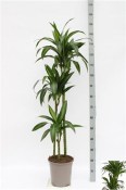 Dracaena 3 kmeny 120 cm 