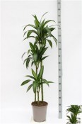 Dracaena frag 3 kmeny 130 cm 2.jakost 
