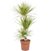 Dracaena Marg Sunray 4 kmeny 160 cm
