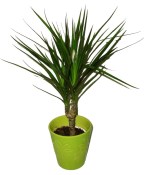 Dracaena marginata 1 kmen 50 cm 