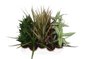 Dracaena marginata 1 kmen 50 cm 