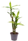 Dracaena sanderiana - Lucky Bamboo