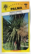 Dračinka australská – Cordyline australis