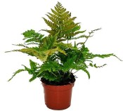 Dryopteris erythrosora - Kapradina červenavá