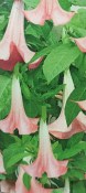 Durmanovec - Datura mix barev 