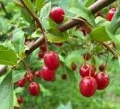 Elaeagnus multiflora - Hlošina mnohokvětá - goumi  (2/2)