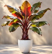 Ensete ventricosum 'Maurelli' - červený habešský banánovník