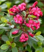 Escallonia rubra - Chilský vřes