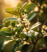 Eugenia uniflora - Pitanga - brazilská třešeň  (2/2)