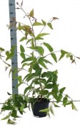 Eukalyptus citronový - Eucalyptus citriodora (1/2)