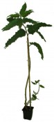 Eukalyptus citronový - Eucalyptus citriodora (1/2)
