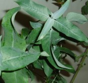 Eukalyptus citronový - Eucalyptus citriodora (2/2)