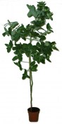 Eukalyptus - Eucalyptus Globulus (1/3)