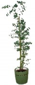 Eukalyptus - Eucalyptus Globulus (3/3)