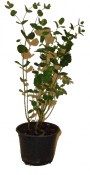 Eukalyptus gunni - Eucalyptus - blahovičník