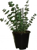Eukalyptus GUNNI - Eucalyptus Gunnii velký