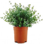 Eukalyptus - Eucalyptus keřík