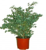 Eukalyptus - Eucalyptus  hustý keř 50 cm květináč 24 cm