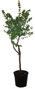 Eukalyptus gunni vysoký 160 cm - starý strom