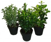 Euonymus mix