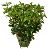Euonymus mix (2/3)