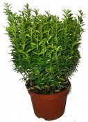 Euonymus mix (3/3)