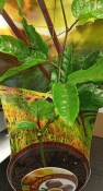 Exotická rostlina - Granadilla (Passiflora ligularis) - Marakuja  (1/2)