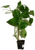 Exotická rostlina - Granadilla (Passiflora ligularis) - Marakuja  (2/2)