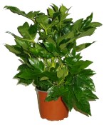 Fatsia japonica XL