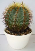 Ferocactus glaucescends